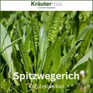Spitzwegerichbonbons: Wohltuende Linderung bei Halsbeschwerden. 2 Spitzwegerich