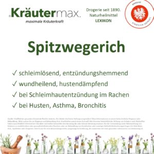 Spitzwegerich Tee: Natürliche Hilfe bei Husten und mehr. 1 Spitzwegerich Vitalstoff Foto web