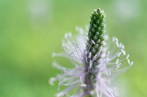 Spitzwegerich und Breitwegerich: Unterschiede und Anwendungen. 2 Spitzwegerich und Breitwegerich