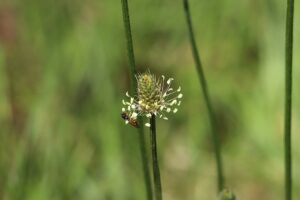 Spitzwegerich gegen Husten: Natürliche Linderung von Beschwerden. 1 plantain 4317171 640
