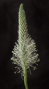 Spitzwegerich und Husten: Bewährtes Hausmittel bei Atembeschwerden. 1 plantain 6483350 640