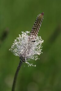 Spitzwegerich in der Naturheilkunde: Traditionelle Anwendungen. 1 plantain 7329986 640