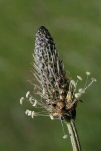 Spitzwegerichblätter: Verwendung und Eigenschaften der Blätter. 2 plantain 8116428 640