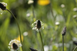 Spitzwegerich und Husten: Bewährtes Hausmittel bei Atembeschwerden. 3 ribwort plantain 6303663 640