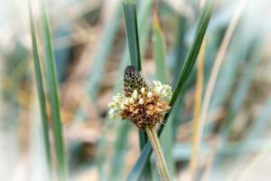 Spitzwegerichkur: Unterstützung des Immunsystems und der Gesundheit. 1 ribwort plantain 7251849 640
