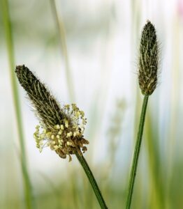 Spitzwegerich Tee kaufen: Tipps zur Auswahl und Zubereitung. 1 ribwort plantain 8062326 640