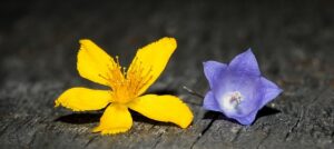 flowers 6571700 640