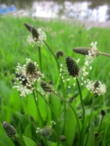 Spitzwegerich-Verwendung, Wirkung und Anwendungsgebiete. 1 plantago lanceolata 846539 640