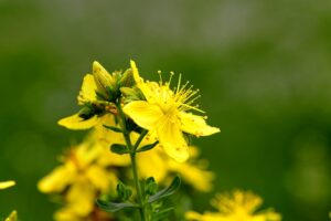 st johns wort 8100081 640