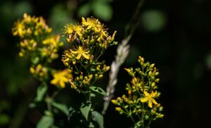 st johns wort flower 5349482 640