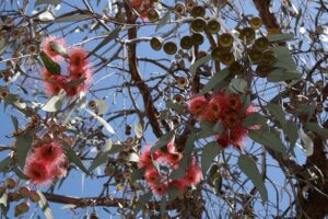 eucalyptus 243252 640
