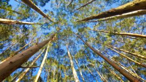 eucalyptus 2734066 640
