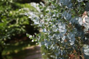 eucalyptus 4571504 640