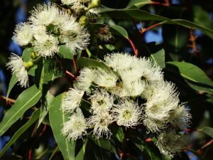 eucalyptus flower 777903 640 1