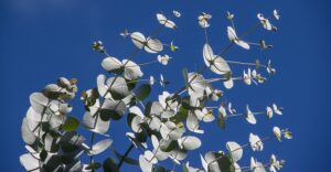 eucalyptus leaves 1234010 640