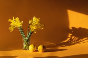 daffodils 6523446 640