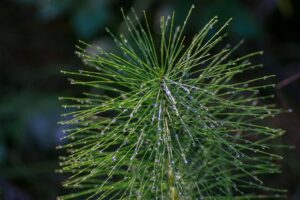 Equisetum Arvense