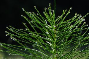 horsetail 7254679 640