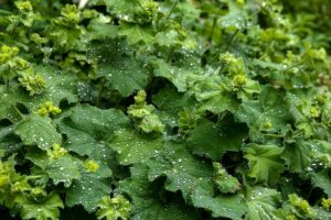Alchemilla Vulgaris