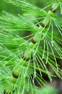 forest horsetail 5215427 640