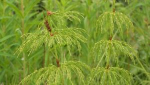 horsetail 5219818 640