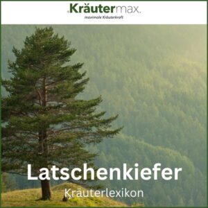 Latschenkiefer