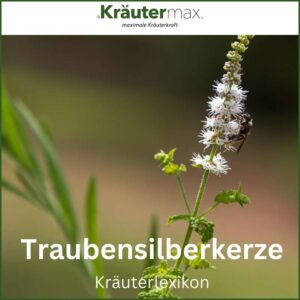 Traubensilberkerze