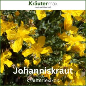 Johanniskraut