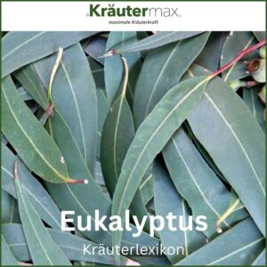 Eukalyptus